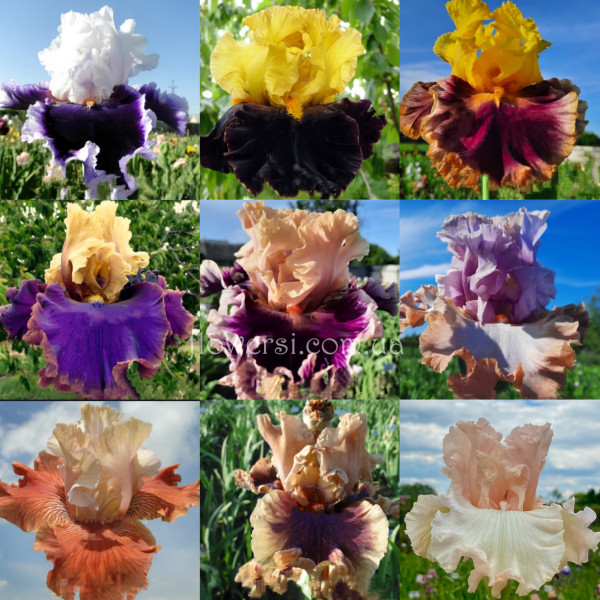  Акцiя !!!  Набiр сіянців Ірисiв 12 шт 