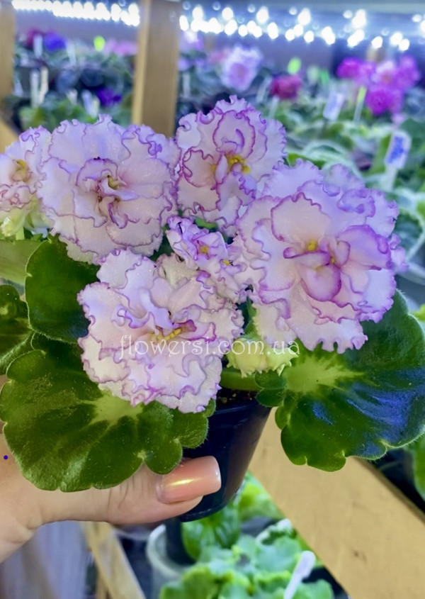 Фиалка ВаТ-Соло Анфисы