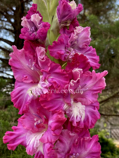 Гладіолус Сiреневое Танго