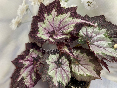 Бегонія Sal’s Comet