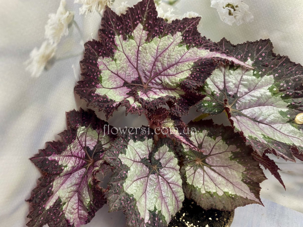 Бегонія Sal’s Comet