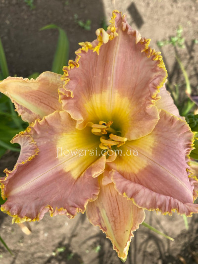 Сеянець №15