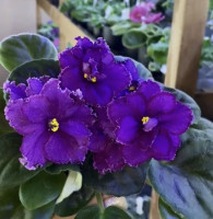 Фіалка ОВ-Зачароване озеро