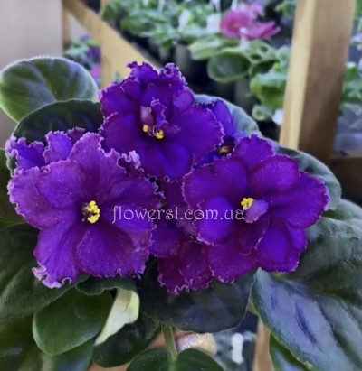 Фіалка ОВ-Зачароване озеро