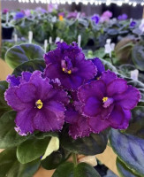 Фіалка ОВ-Зачароване озеро