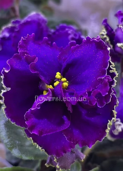 Фіалка ОВ-Зачароване озеро