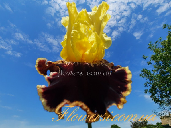 Ірис № 21 (Сіянець Г.Витiвськой)