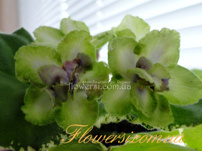 Фиалка НД-Муранское Стекло