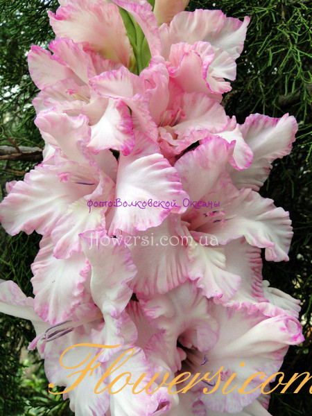  Гладiолус Светлой памяті Н.А.Мірошнченко