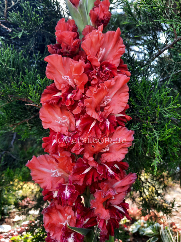 Гладiолус Цветоград 