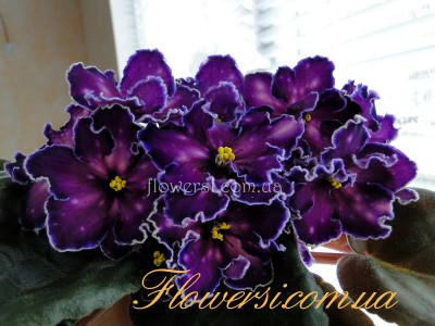 Фиалка Танец Галактик (К. Морев)