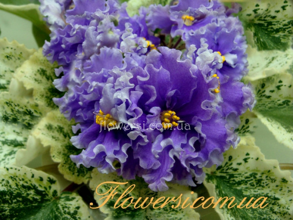 Фиалка ЛЕ-Грезы Султана