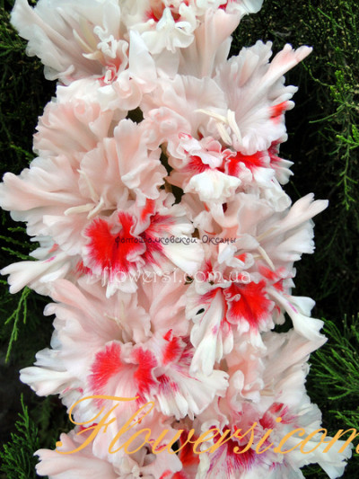  Гладiолус Віва Італія 