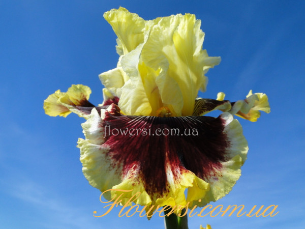 Ирис  Роуг Трэйдер (Rogue Trader) 