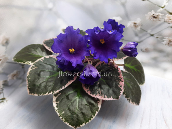 Фиалка OS-Невские Колокольчики 