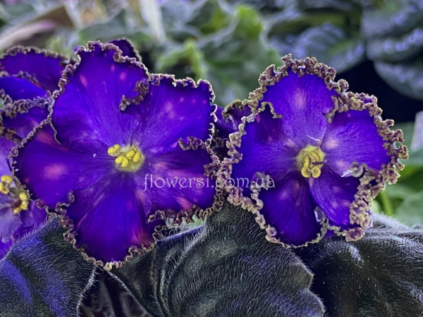 Фиалка НД-Мю Цефея