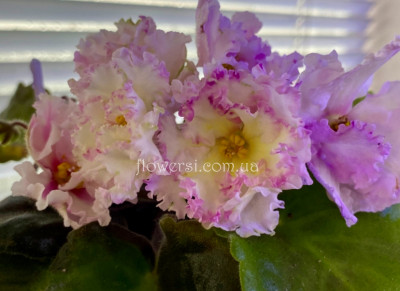 Фіалка ЕК-Солнечное Настроение