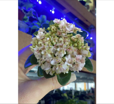 Фіалка Hunter’s Sweet Sakura (K. Muzalewski)