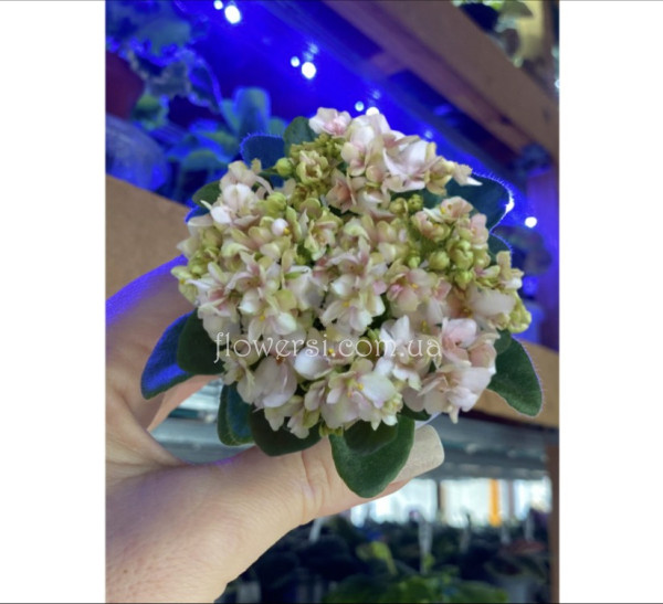 Фіалка Hunter’s Sweet Sakura (K. Muzalewski)