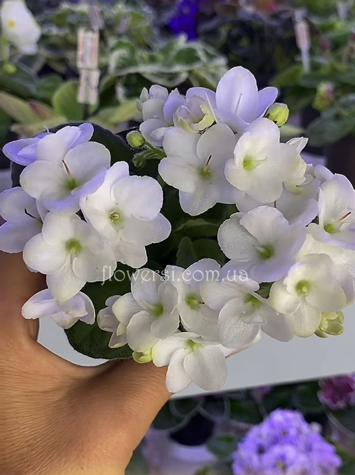 Фіалка Optimara Looxo luminous