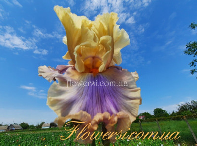 Ірис № 20 (Сіянець Г.Витiвськой)