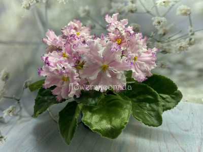 Фиалка ЛЕ-Кира