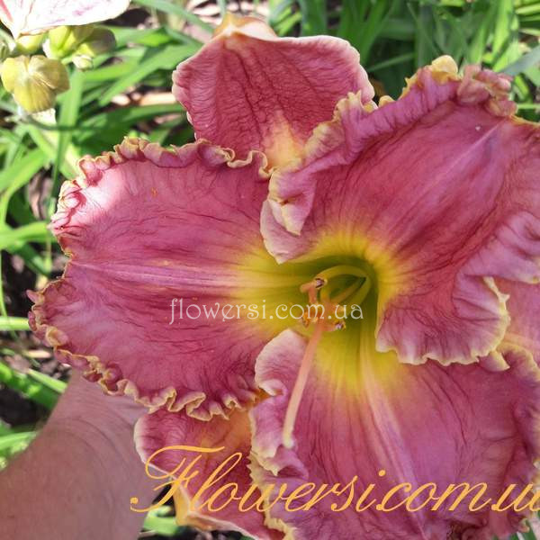 Лилейник Викторианские принципы-(Victorian Principles')