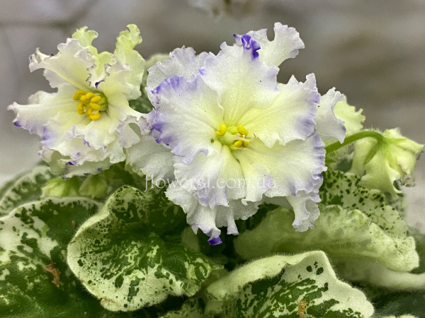 Фиалка ВаТ-Лунный Свет 2