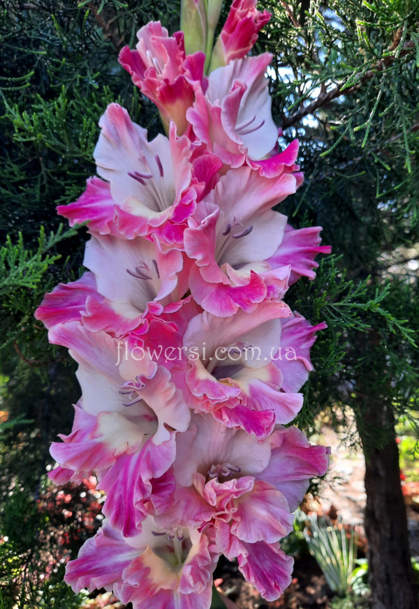  Гладiолус Май Роуз 