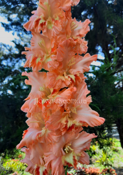 Гладiолус Златошвейка 