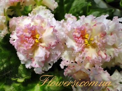 Фиалка ЛЕ-Злато Скифов 