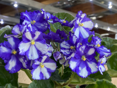 Фиалка Далматин