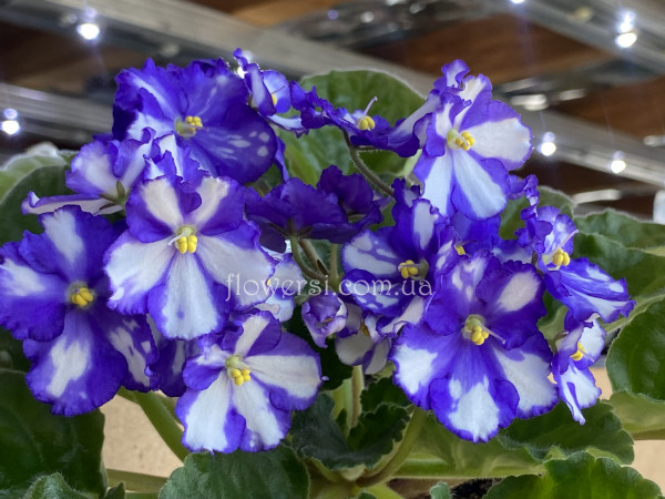 Фиалка Далматин