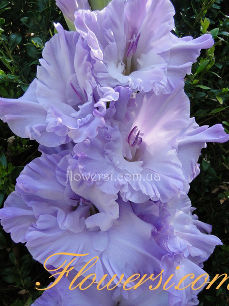 Гладiолус Голубий топаз 