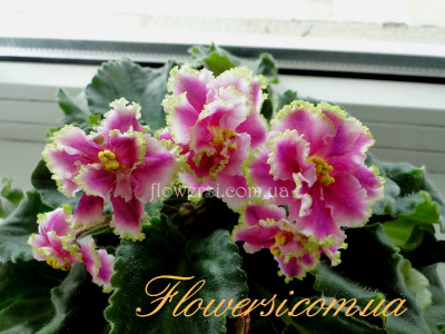 Фиалка Лесная Магия (Макуни)