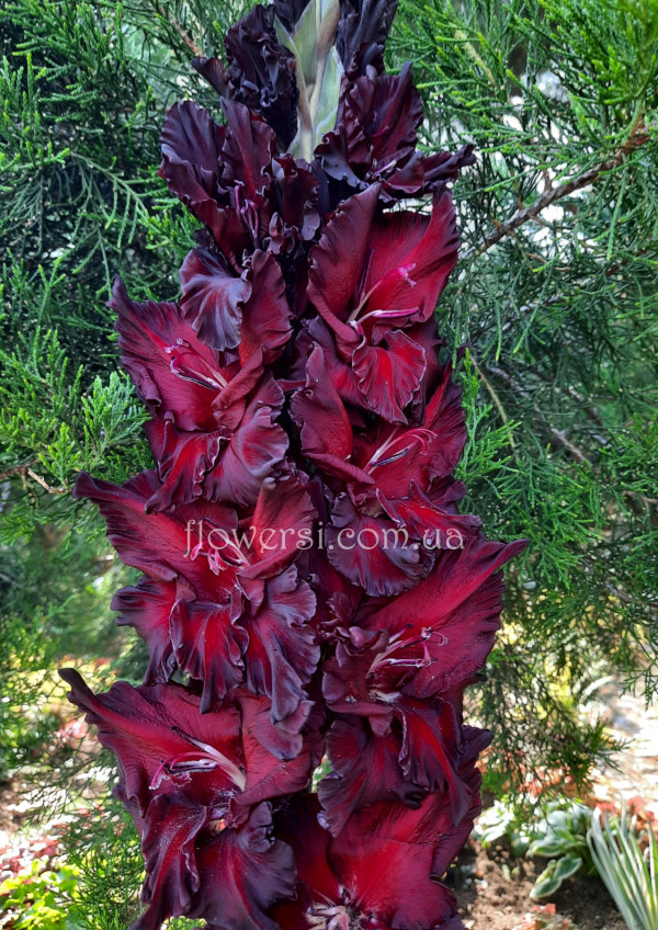 Гладiолус  Неотразiмая Брюнетка 