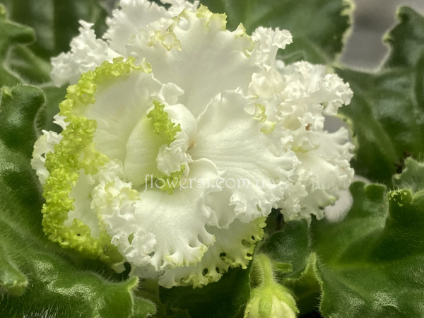 Фиалка НД-Сюрприз 