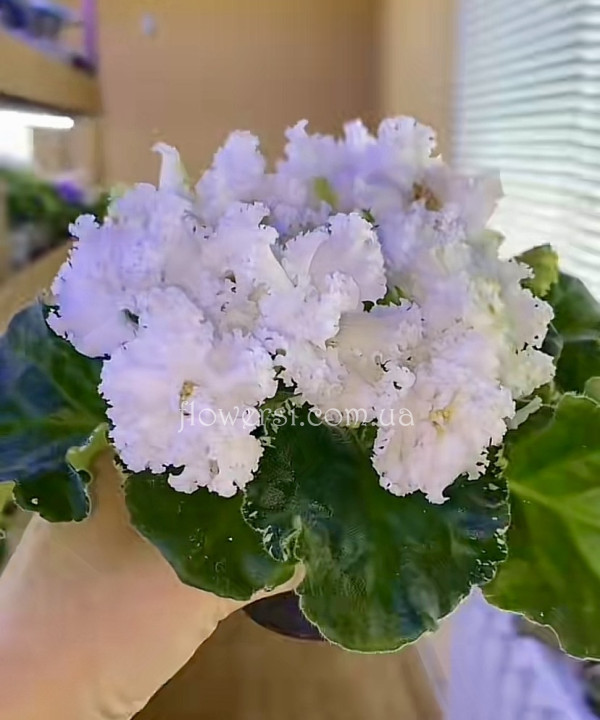 Фиалка НД-Сюрприз 