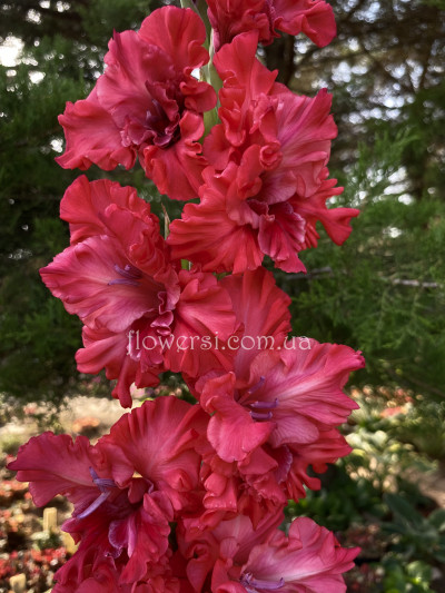 Гладіолус Чудний Вечір 