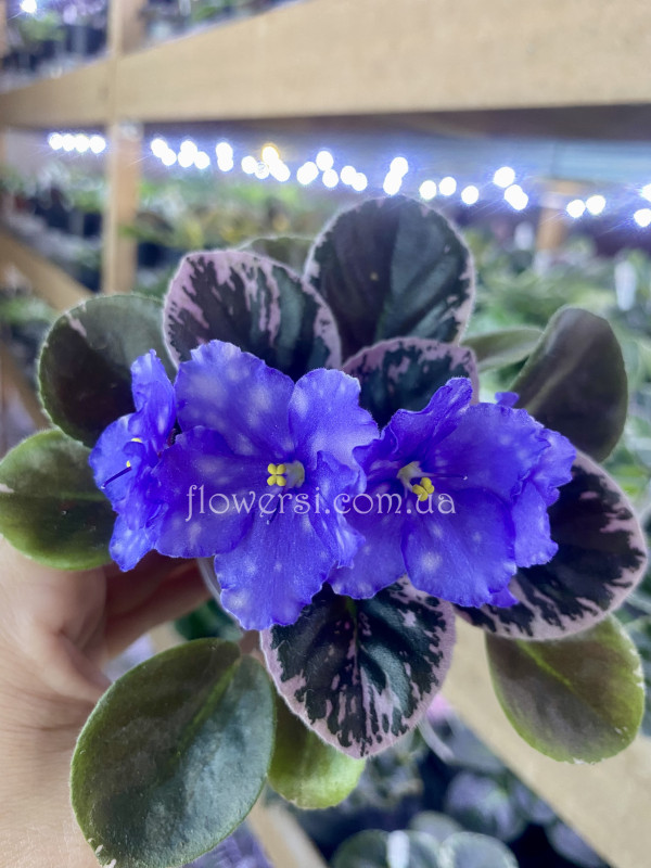 Фіалка Р-Крошка Лу