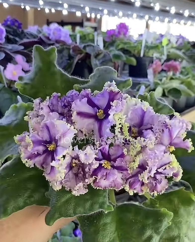 Фіалка РАМ-Дневной Дозор