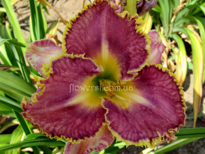 Лилейник Си оф Кортез-(Sea of Cortez)