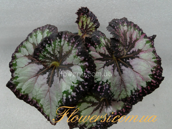 Бегонія DS-Радость Моя 