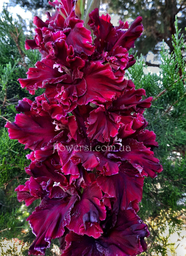 Гладiолус День пам'яті 