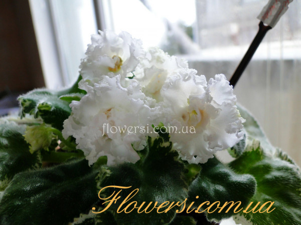 Фиалка Н-Кикимора (Н. Бердникова)