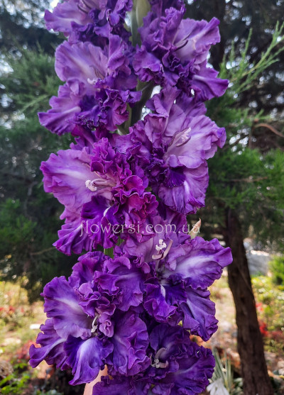 Гладiолус Гардемарiн 