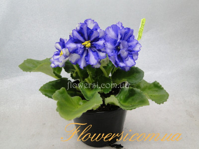 Фиалка ЕК-Синеглазый Король( химерный спорт)