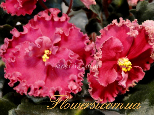 Фиалка ЛЕ-Поцелуй огня