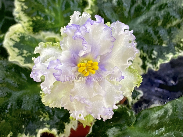 Фиалка НД-Январская Вьюга