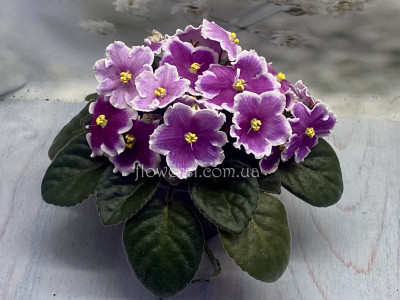 Фіалка  АВ-Живу Чудесами 